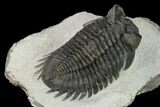Coltraneia Trilobite Fossil - Huge Faceted Eyes #154339-5